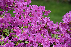 Karen Azalea (Rhododendron 'Karen') at Lakeshore Garden Centres