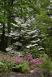 Rainbow Flowering Dogwood (Cornus florida 'Rainbow') at Stonegate Gardens