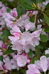 Spring Frolic Rhododendron (Rhododendron 'Spring Frolic') at Stonegate Gardens