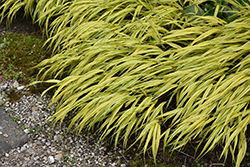 Golden Variegated Hakone Grass (Hakonechloa macra 'Aureola') at Lakeshore Garden Centres