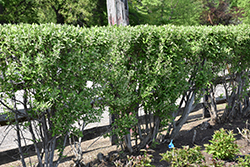 Titan Autumn Olive (Elaeagnus umbellata 'Tizam') at Stonegate Gardens