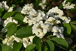 Watanabei Doublefile Viburnum (Viburnum plicatum 'Watanabei') at Stonegate Gardens
