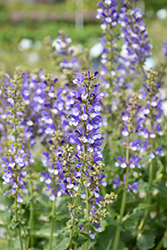 Color Spires Azure Snow Sage (Salvia 'Azure Snow') at Lakeshore Garden Centres