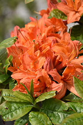 Mandarin Lights Azalea (Rhododendron 'Mandarin Lights') at Lakeshore Garden Centres
