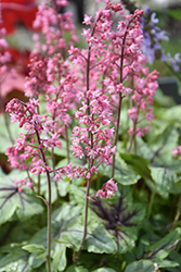 Pink Fizz Foamy Bells (Heucherella 'Pink Fizz') at Lakeshore Garden Centres