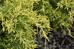Golden Glow Juniper (Juniperus chinensis 'Borlyn') at Stonegate Gardens