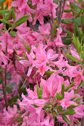 Northern Lights Azalea (Rhododendron 'Northern Lights') at Lakeshore Garden Centres