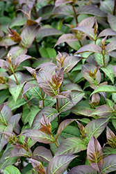 Kodiak Black Diervilla (Diervilla rivularis 'SMNDRSF') at Lakeshore Garden Centres
