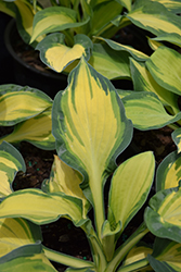 Happy Dayz Hosta (Hosta 'Happy Dayz') at A Very Successful Garden Center