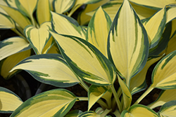 Remember Me Hosta (Hosta 'Remember Me') at Lakeshore Garden Centres