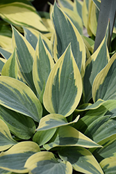 Virginia Reel Hosta (Hosta 'Virginia Reel') at Lakeshore Garden Centres