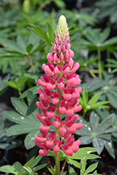 Popsicle Pink Lupine (Lupinus 'Popsicle Pink') at Stonegate Gardens