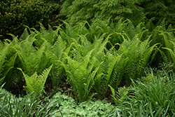 Ostrich Fern (Matteuccia struthiopteris) at The Mustard Seed