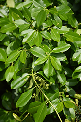 Purpleleaf Wintercreeper (Euonymus fortunei 'Coloratus') at Lakeshore Garden Centres