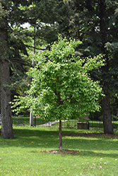 China Snow Pekin Lilac (Syringa pekinensis 'China Snow') at Lakeshore Garden Centres