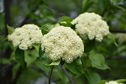 Nannyberry (tree form) (Viburnum lentago (tree form)) at Stonegate Gardens