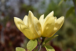 Yellow Bird Magnolia (Magnolia 'Yellow Bird') at Lakeshore Garden Centres
