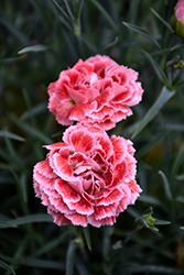 Coral Reef Pinks (Dianthus 'WP07OLDRICE') at Stonegate Gardens