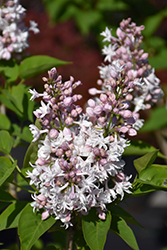 Beauty of Moscow Lilac (Syringa vulgaris 'Beauty of Moscow') at Lakeshore Garden Centres