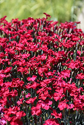 Frosty Fire Pinks (Dianthus 'Frosty Fire') at Lakeshore Garden Centres