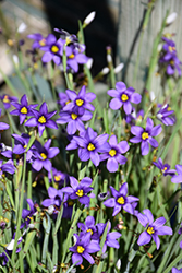 Lucerne Blue-Eyed Grass (Sisyrinchium angustifolium 'Lucerne') at Lakeshore Garden Centres