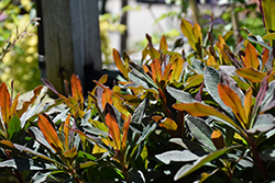 Craigieburn Wood Spurge (Euphorbia amygdaloides 'Craigieburn') at A Very Successful Garden Center