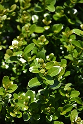 Sprinter Boxwood (Buxus microphylla 'Bulthouse') at Stonegate Gardens