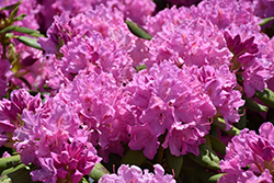 Roseum Elegans Rhododendron (Rhododendron catawbiense 'Roseum Elegans') at Lakeshore Garden Centres