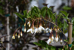 Fragrant Fountain Japanese Snowbell (Styrax japonicus 'Fragrant Fountain') at Stonegate Gardens