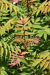Mai Tai False Spirea (Sorbaria sorbifolia 'Mai Tai') at Stonegate Gardens