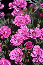 EverLast Orchid Pinks (Dianthus 'EverLast Orchid') at Lakeshore Garden Centres