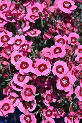 Star Single Peppermint Star Pinks (Dianthus 'Noreen') at Lakeshore Garden Centres