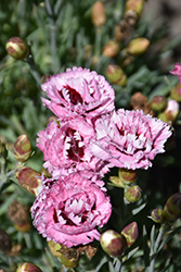 Scent First Raspberry Surprise Pinks (Dianthus 'Devon Yolande') at Lakeshore Garden Centres