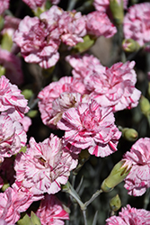 Devon Cottage Pinball Wizard Pinks (Dianthus 'WP15 MOW08') at Lakeshore Garden Centres