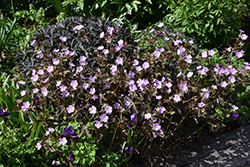 Elizabeth Ann Cranesbill (Geranium maculatum 'Elizabeth Ann') at Stonegate Gardens