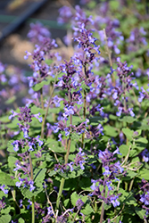 Aroma Violet Catmint (Nepeta x faassenii 'Aroma Violet') at Lakeshore Garden Centres