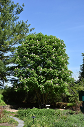 Red Horse Chestnut (Aesculus x carnea) at Lakeshore Garden Centres