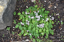 Starlet Barrenwort (Epimedium x youngianum 'Starlet') at Stonegate Gardens