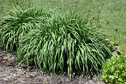 Transparent Moor Grass (Molinia caerulea 'Transparent') at A Very Successful Garden Center