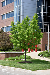 Autumn Gold Ginkgo (Ginkgo biloba 'Autumn Gold') at Lakeshore Garden Centres