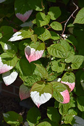 Arctic Beauty Kiwi (Actinidia kolomikta 'Arctic Beauty') at Lakeshore Garden Centres