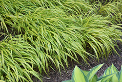 Stripe It Rich Hakone Grass (Hakonechloa macra 'Stripe It Rich') at Stonegate Gardens