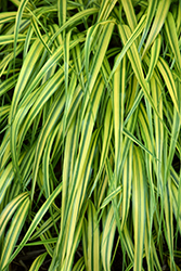 Stripe It Rich Hakone Grass (Hakonechloa macra 'Stripe It Rich') at Stonegate Gardens