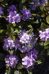 Faisa Rhododendron (Rhododendron 'Faisa') at Stonegate Gardens