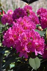 Spring Dawn Rhododendron (Rhododendron 'Spring Dawn') at Stonegate Gardens
