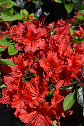 Girard's Scarlet Azalea (Rhododendron 'Girard's Scarlet') at Lakeshore Garden Centres