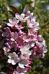 Camelot Flowering Crab (Malus 'Camelot') at Lakeshore Garden Centres