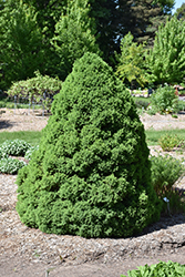 Dwarf Alberta Spruce (Picea glauca 'Conica') at Stonegate Gardens