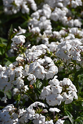Opening Act White Phlox (Phlox 'Opening Act White') at Stonegate Gardens