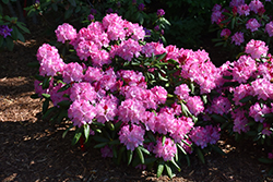 Dandy Man Pink Rhododendron (Rhododendron 'PKT2011') at Stonegate Gardens